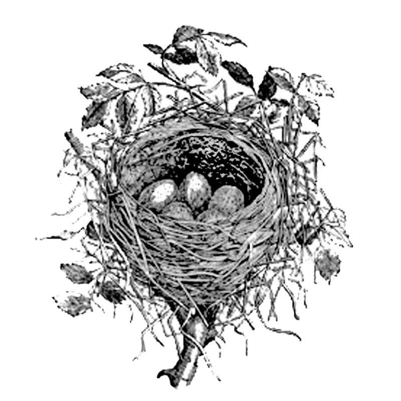 #1884 - Nest - Nature